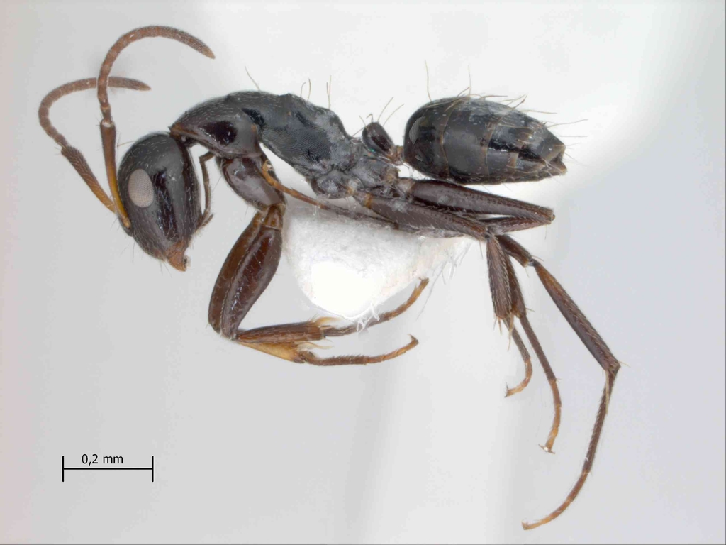 Foto Camponotus reticulatus Roger, 1863 lateral