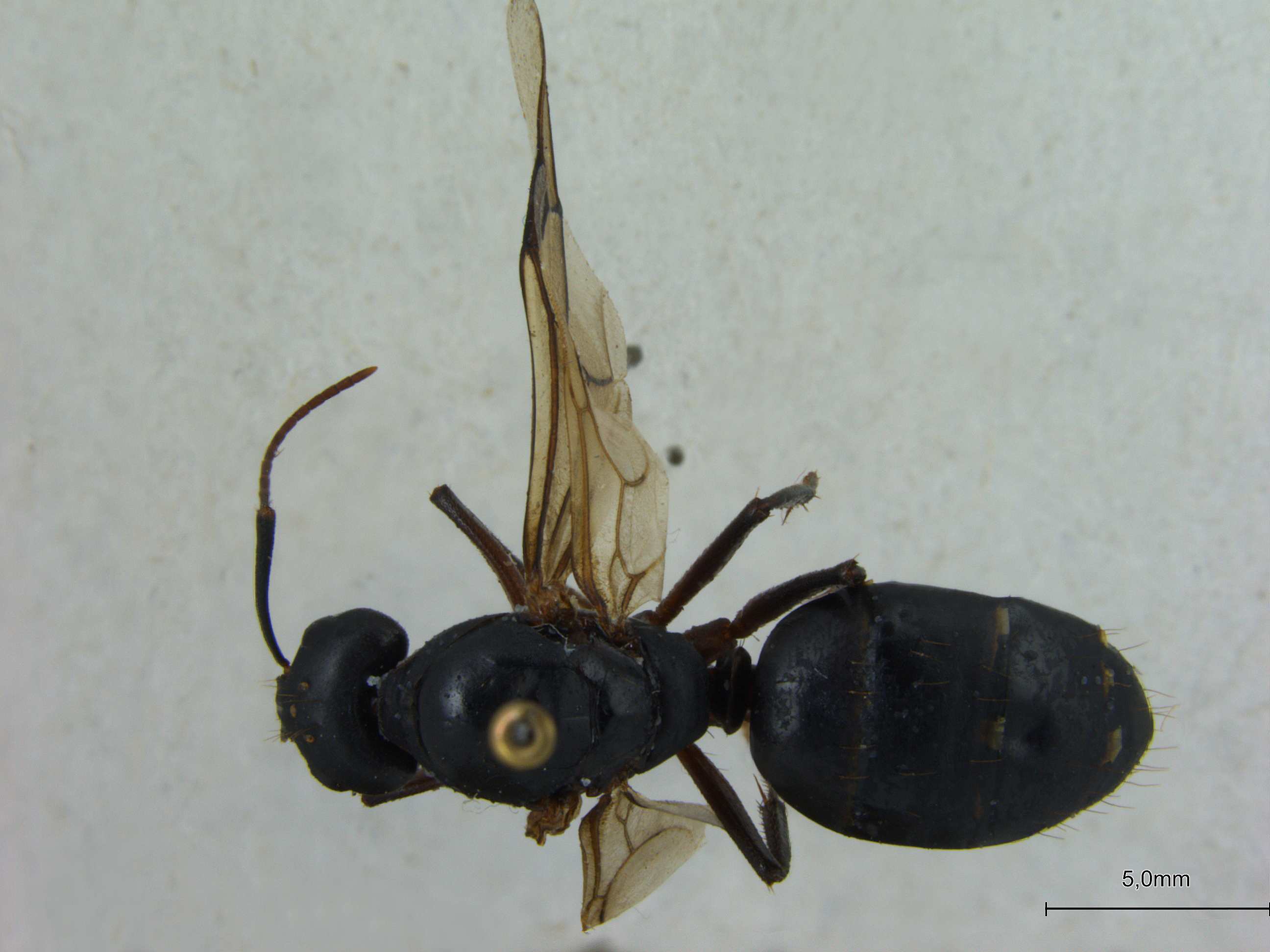 Foto Camponotus compressus Fabricius, 1787 dorsal