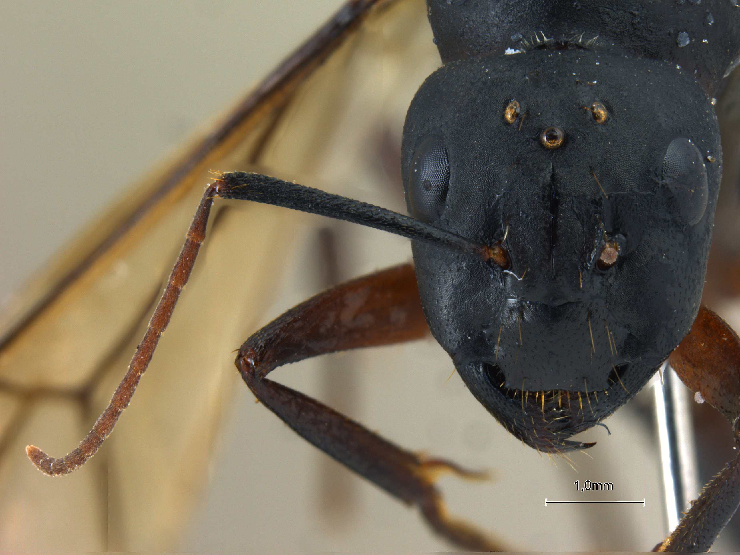 Foto Camponotus compressus Fabricius, 1787 frontal
