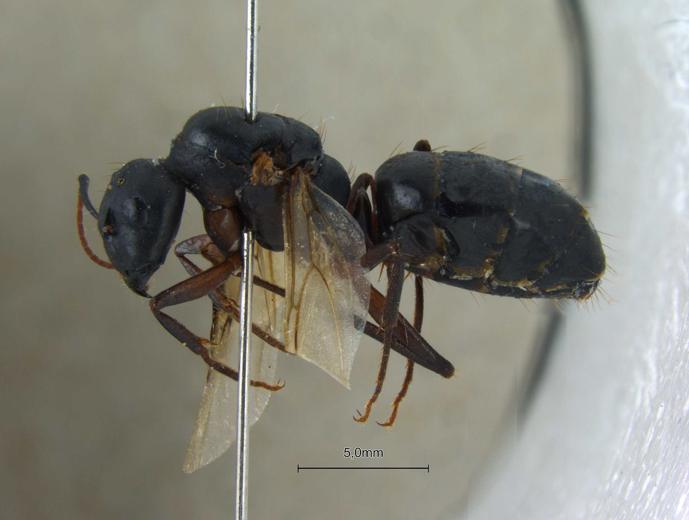 Foto Camponotus compressus Fabricius, 1787 lateral