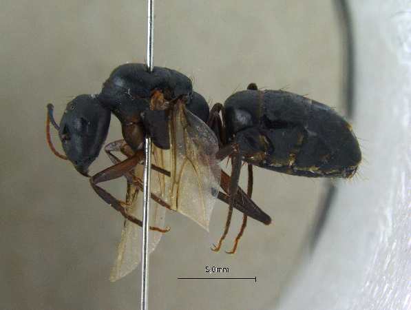 Camponotus compressus Fabricius, 1787 lateral