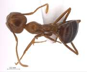 Camponotus dolichoderoides Forel, 1911 dorsal