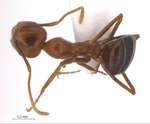 Camponotus dolichoderoides Forel, 1911 dorsal