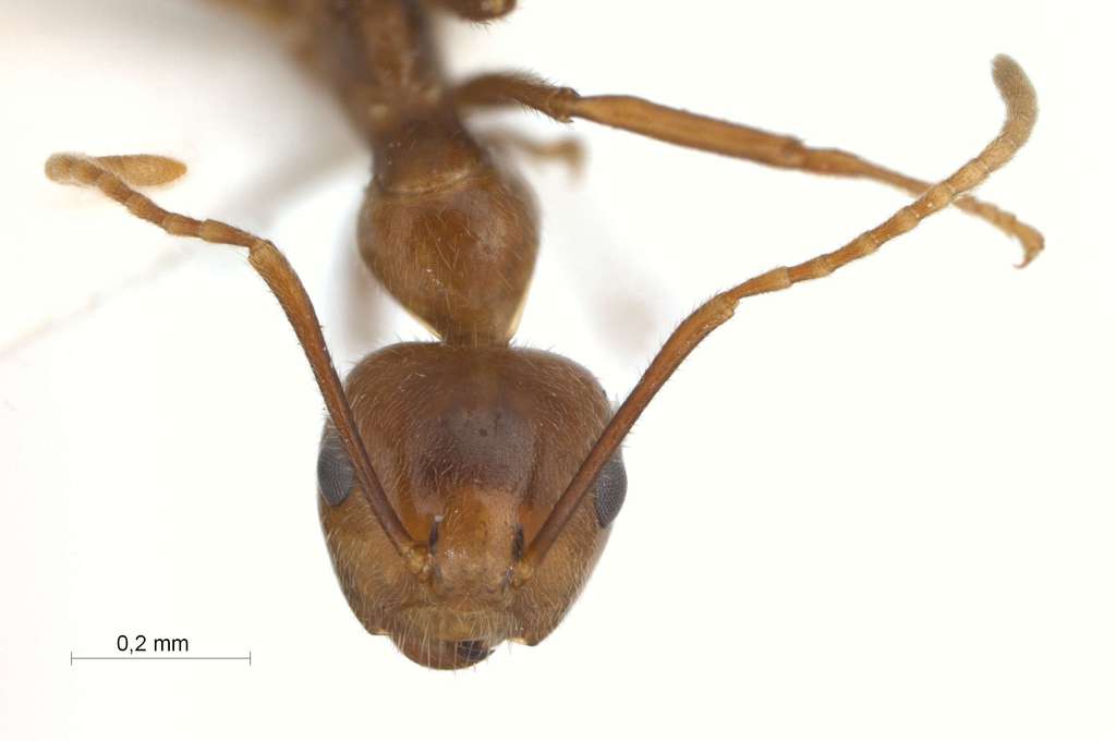 Foto Camponotus dolichoderoides Forel, 1911 frontal