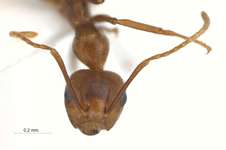 Camponotus dolichoderoides Forel, 1911 frontal