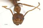 Camponotus dolichoderoides Forel, 1911 frontal