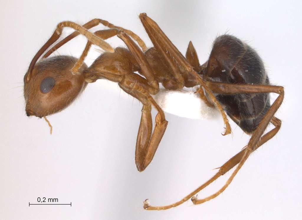 Foto Camponotus dolichoderoides Forel, 1911 lateral