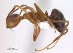 Camponotus dolichoderoides Forel, 1911 lateral