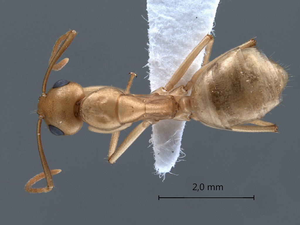 Foto Camponotus fedtschenkoi Mayr, 1877 dorsal
