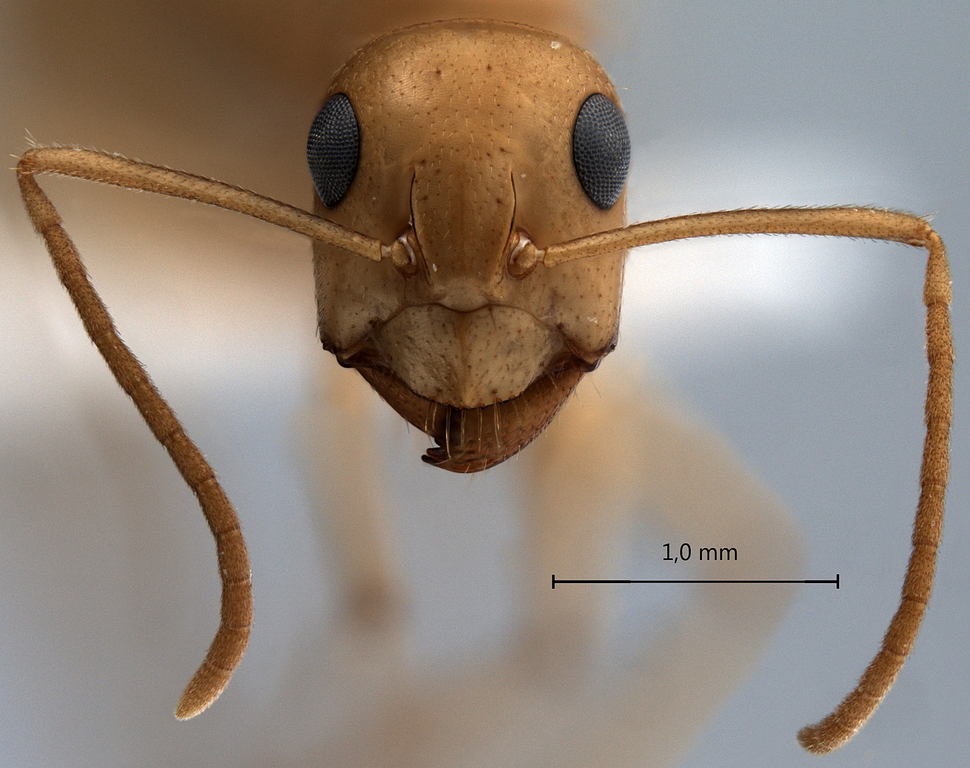 Foto Camponotus fedtschenkoi Mayr, 1877 frontal