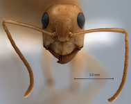 Camponotus fedtschenkoi Mayr, 1877 frontal