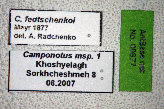 Foto Camponotus fedtschenkoi Mayr, 1877 Label