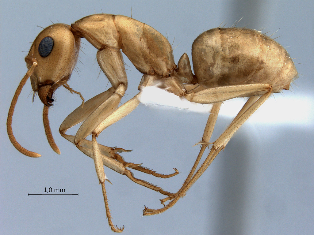 Foto Camponotus fedtschenkoi Mayr, 1877 lateral