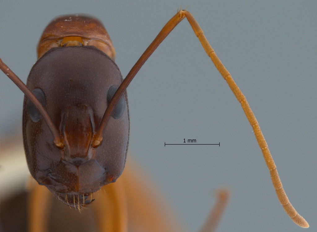 Foto Camponotus festinus Smith, 1857 frontal