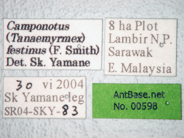 Foto Camponotus festinus Smith, 1857 Label