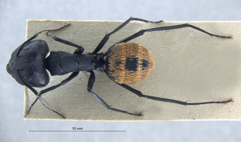 Camponotus fulvopilosus (De Geer, 1778) dorsal