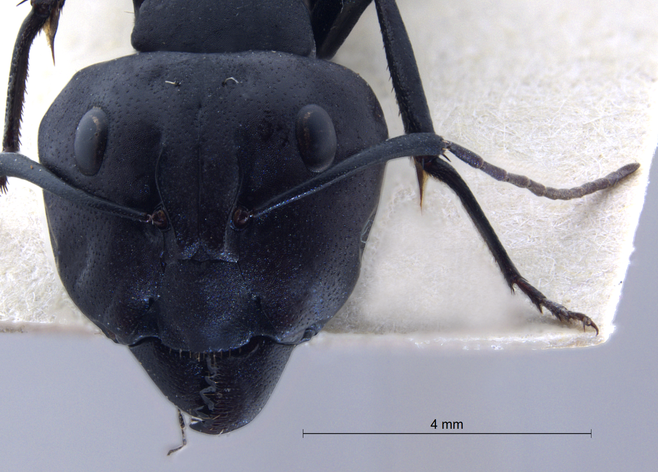 Foto Camponotus fulvopilosus (De Geer, 1778) frontal