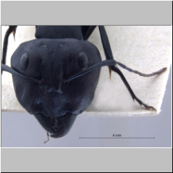 Camponotus fulvopilosus (De Geer, 1778) frontal