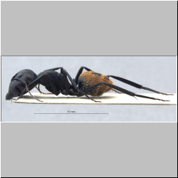 Camponotus fulvopilosus (De Geer, 1778) lateral