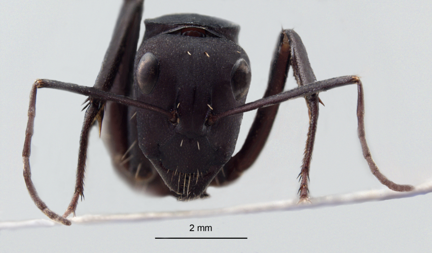 Camponotus fulvopilosus (De Geer, 1778) frontal