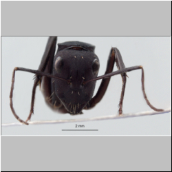 Camponotus fulvopilosus (De Geer, 1778) frontal