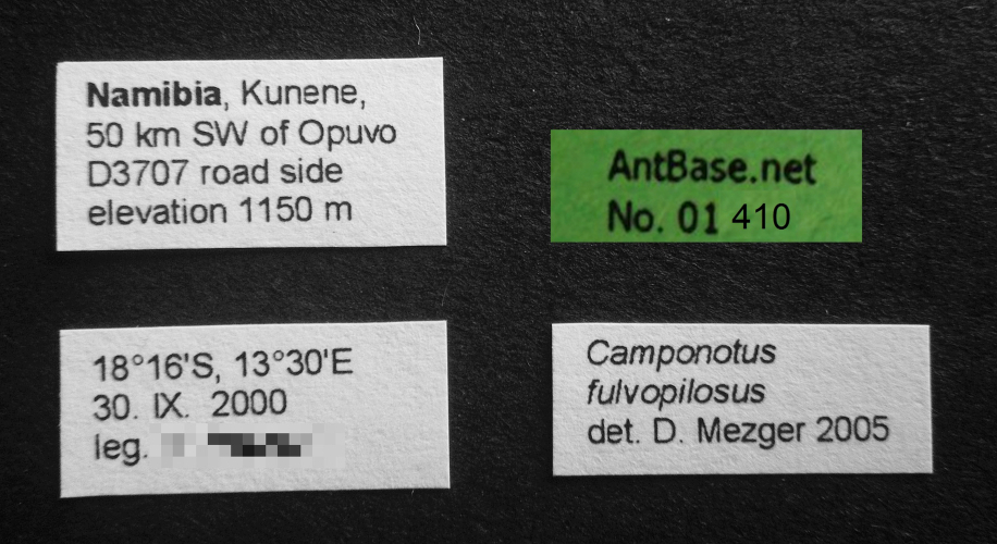 Camponotus fulvopilosus (De Geer, 1778) Label