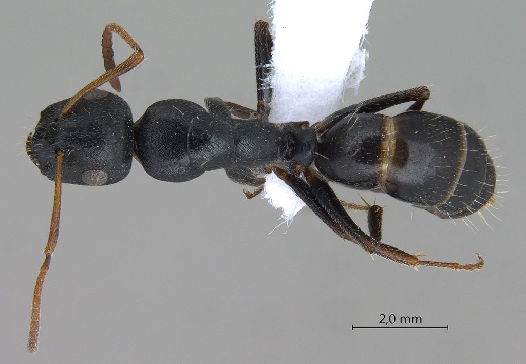 Foto Camponotus gestroi Emery, 1878 dorsal