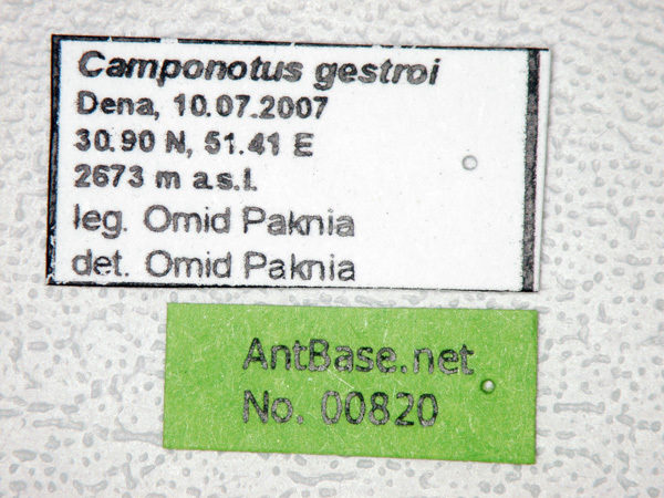 Foto Camponotus gestroi Emery, 1878 Label