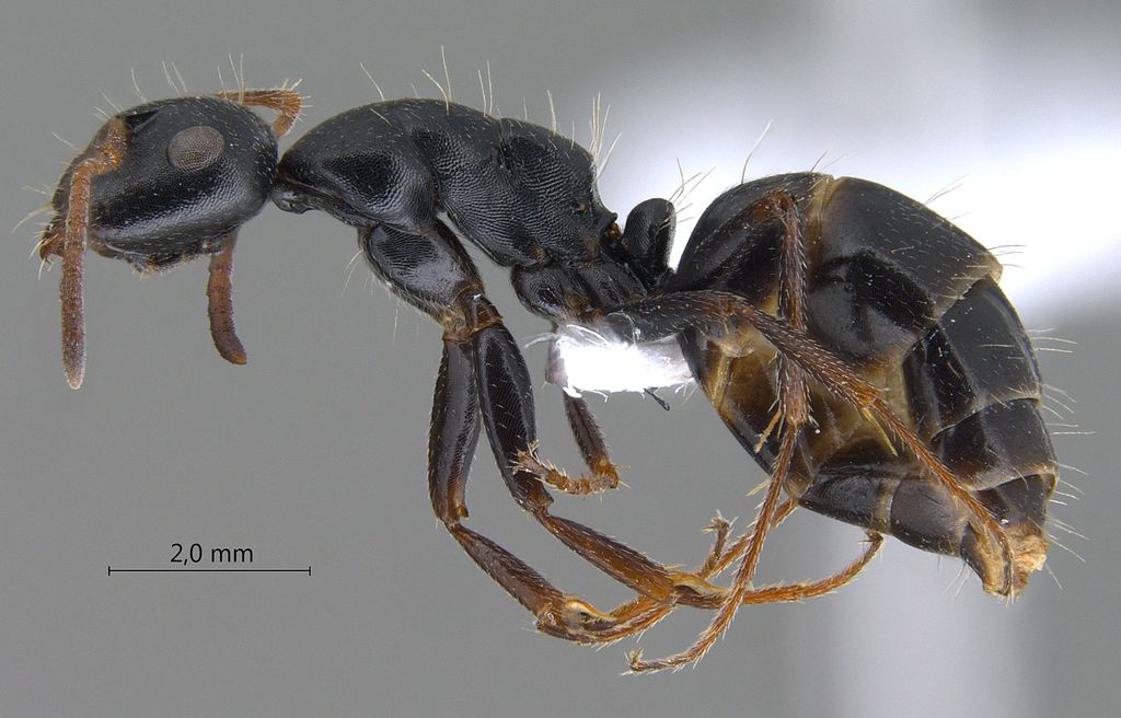 Foto Camponotus gestroi Emery, 1878 lateral