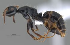 Camponotus gestroi Emery, 1878 lateral