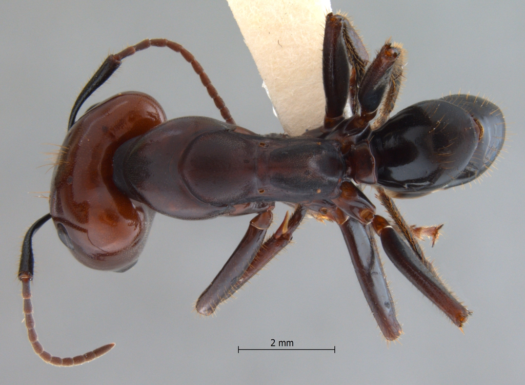 Foto Camponotus gilviceps Roger, 1857 dorsal