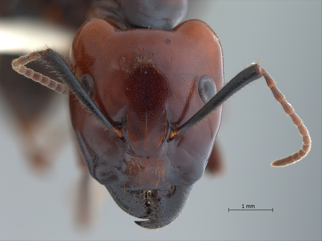 Foto Camponotus gilviceps Roger, 1857 frontal