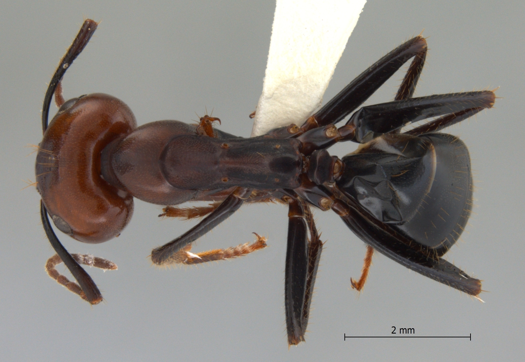 Foto Camponotus gilviceps Roger, 1857 dorsal