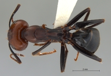 Camponotus gilviceps Roger, 1857 dorsal