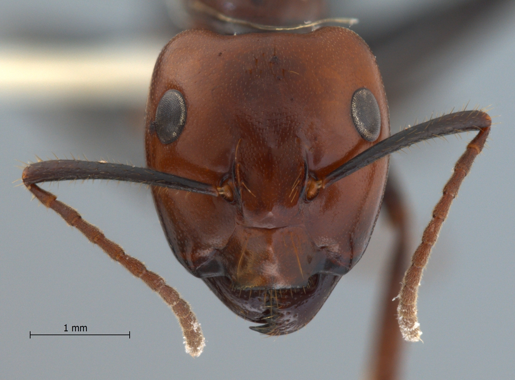 Foto Camponotus gilviceps Roger, 1857 frontal