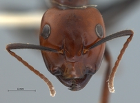 Camponotus gilviceps Roger, 1857 frontal