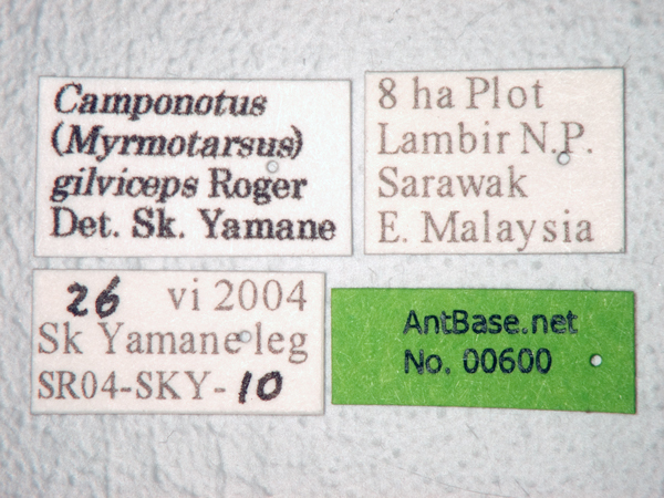 Foto Camponotus gilviceps Roger, 1857 Label