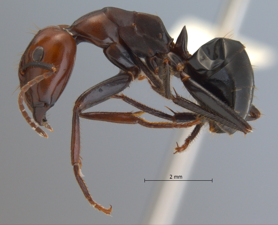 Foto Camponotus gilviceps Roger, 1857 lateral