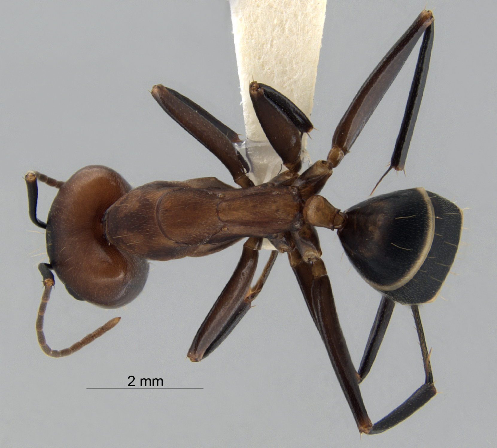 Foto Camponotus haberi Forel, 1911 dorsal
