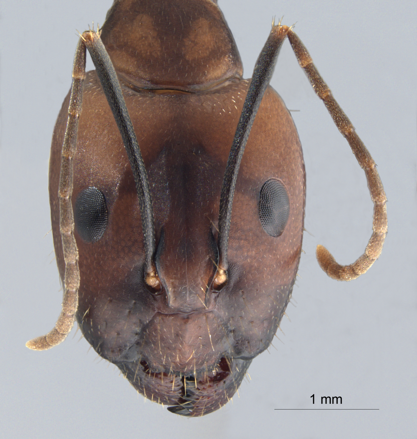 Foto Camponotus haberi Forel, 1911 frontal