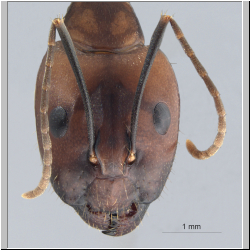 Camponotus haberi Forel, 1911 frontal