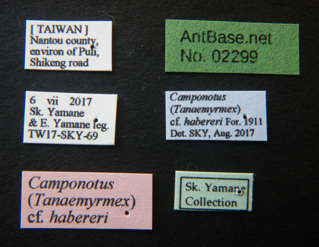 Foto Camponotus haberi Forel, 1911 Label