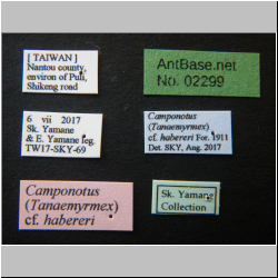 Camponotus haberi Forel, 1911 Label