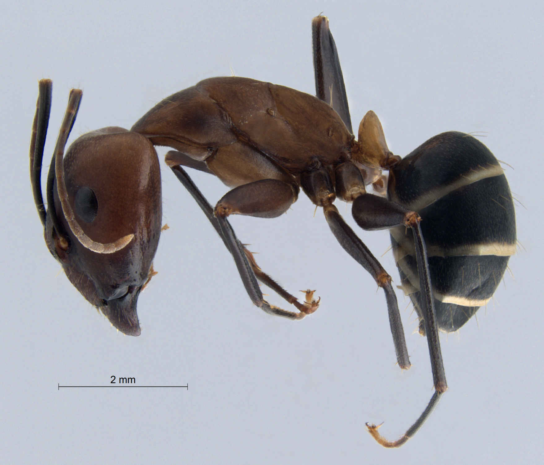 Foto Camponotus haberi Forel, 1911 lateral