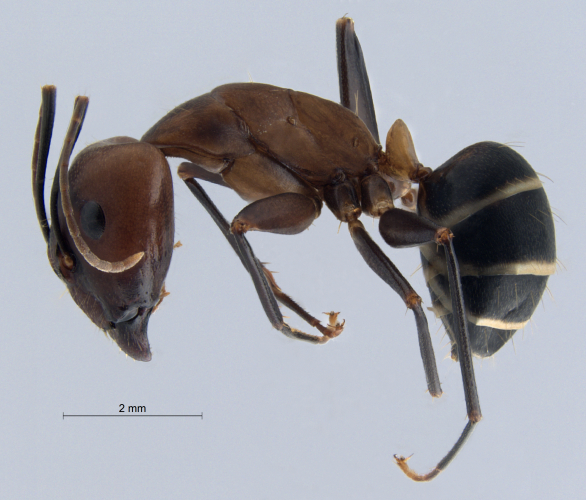 Camponotus haberi Forel, 1911 lateral