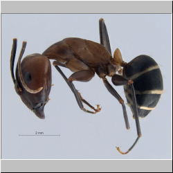 Camponotus haberi Forel, 1911 lateral