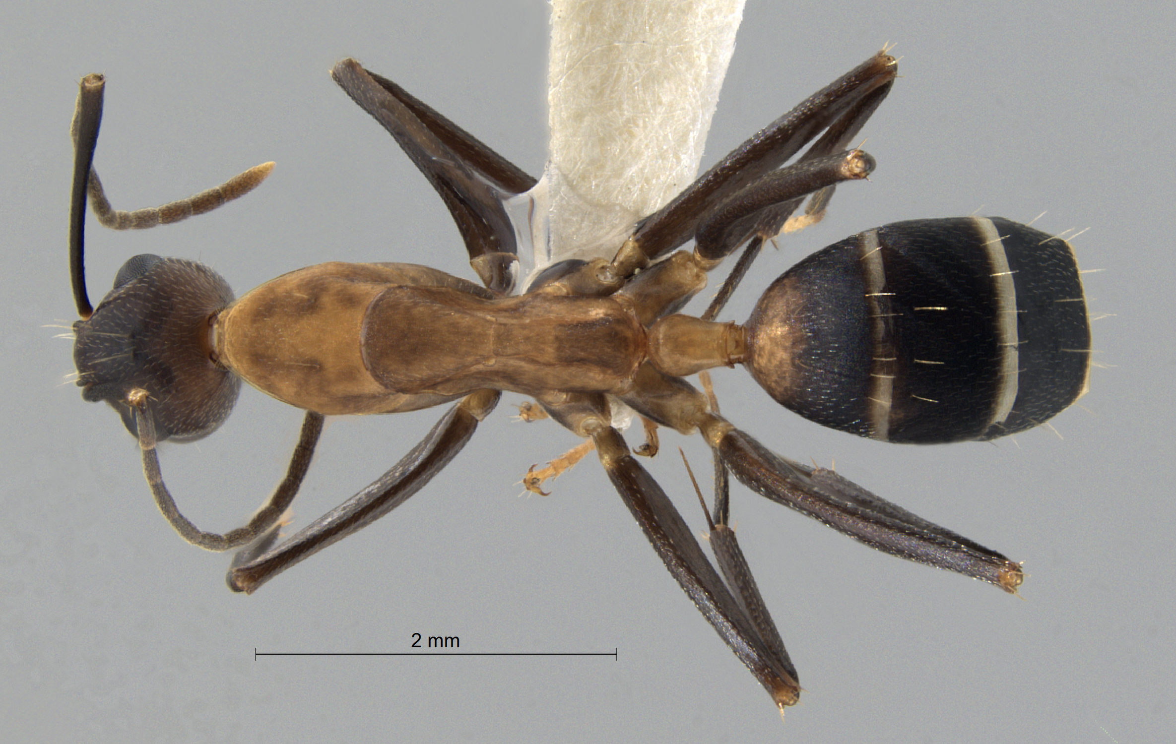 Foto Camponotus haberi Forel, 1911 dorsal