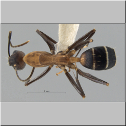 Camponotus haberi Forel, 1911 dorsal