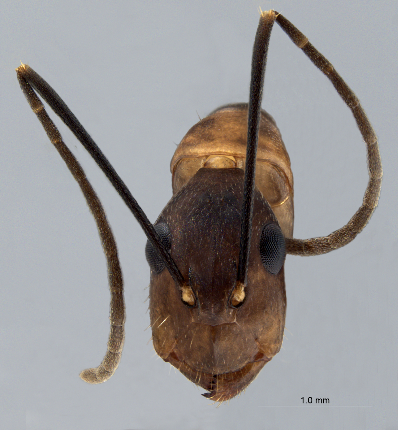 Foto Camponotus haberi Forel, 1911 frontal