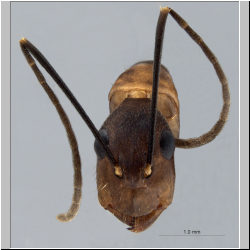 Camponotus haberi Forel, 1911 frontal